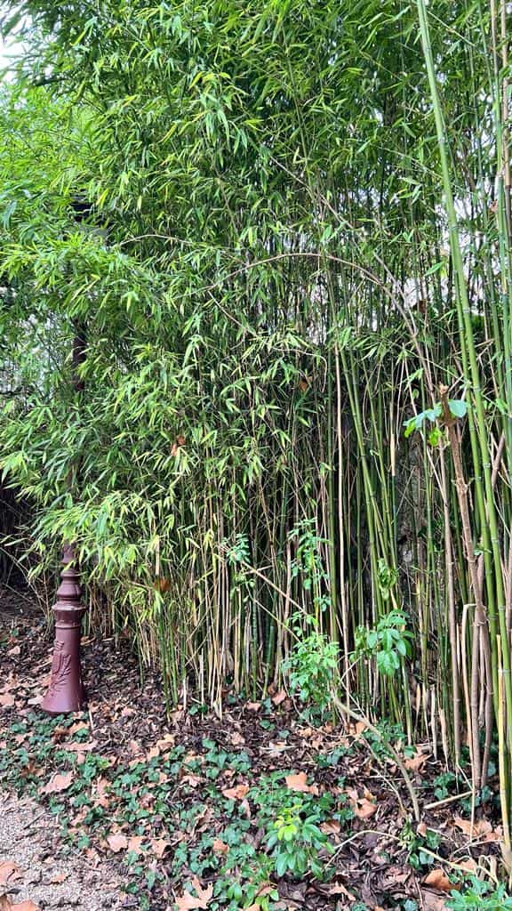 Bambous du parc