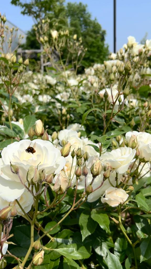 Roses blanches et leur bourdon
