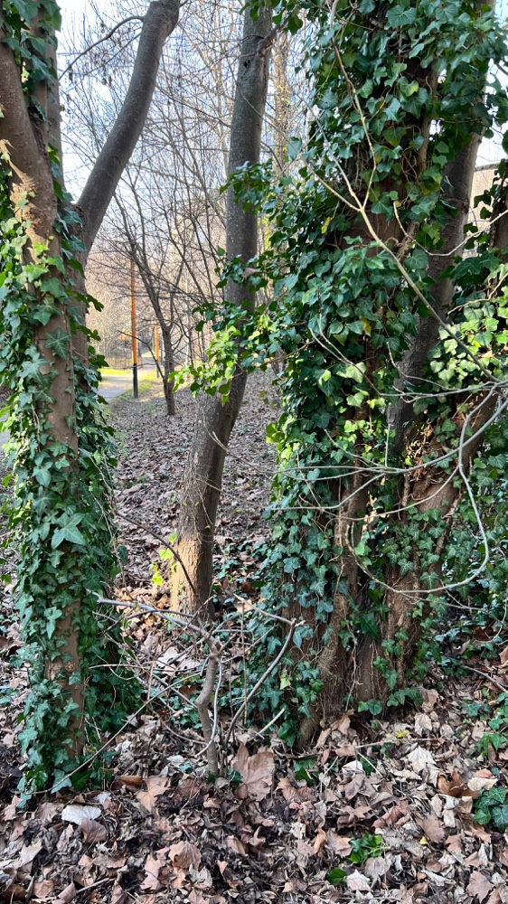 Arbres présents dans le jardin de la Porte d'en Bas