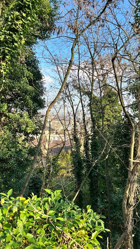 Autres variétés d'arbres