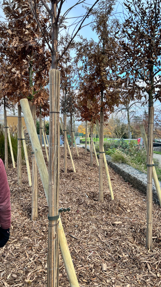 L’idée est de planter un maximum d’arbres dans la ville. Ceux-ci sont les premiers.