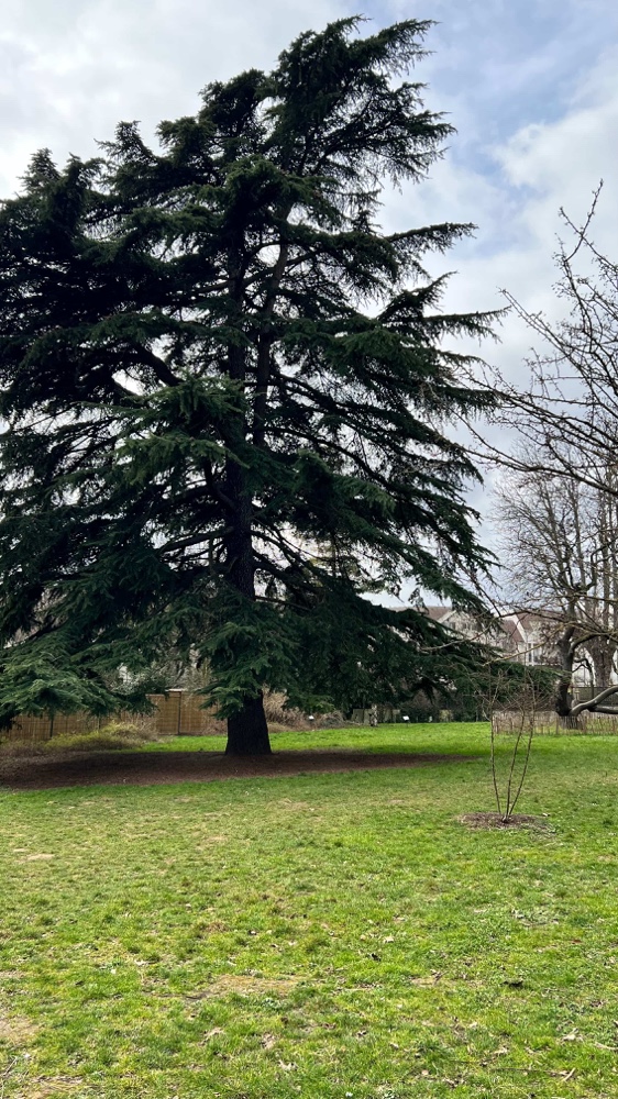 L'un des nombreux arbres du parc