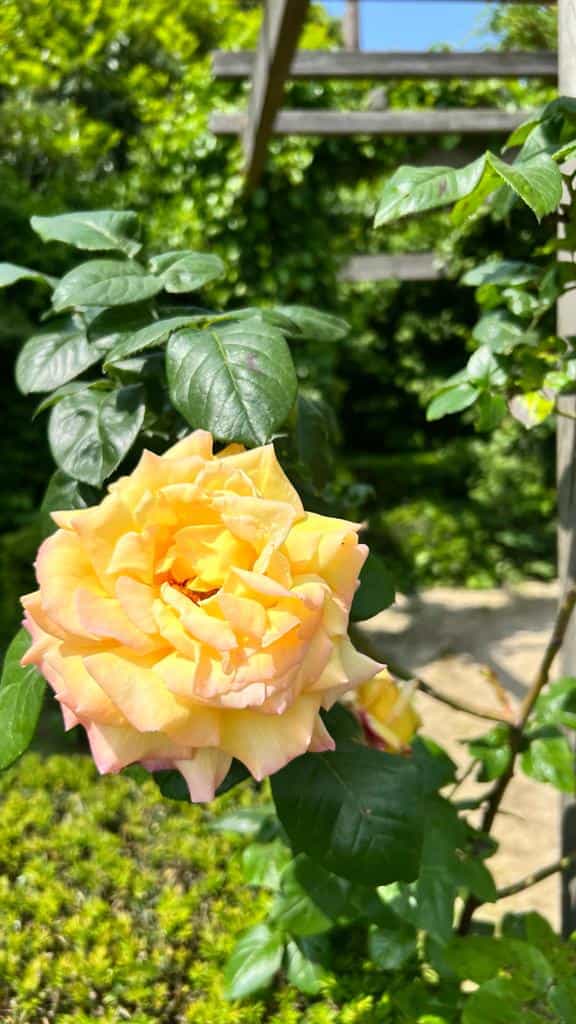 Rose jaune très odorante