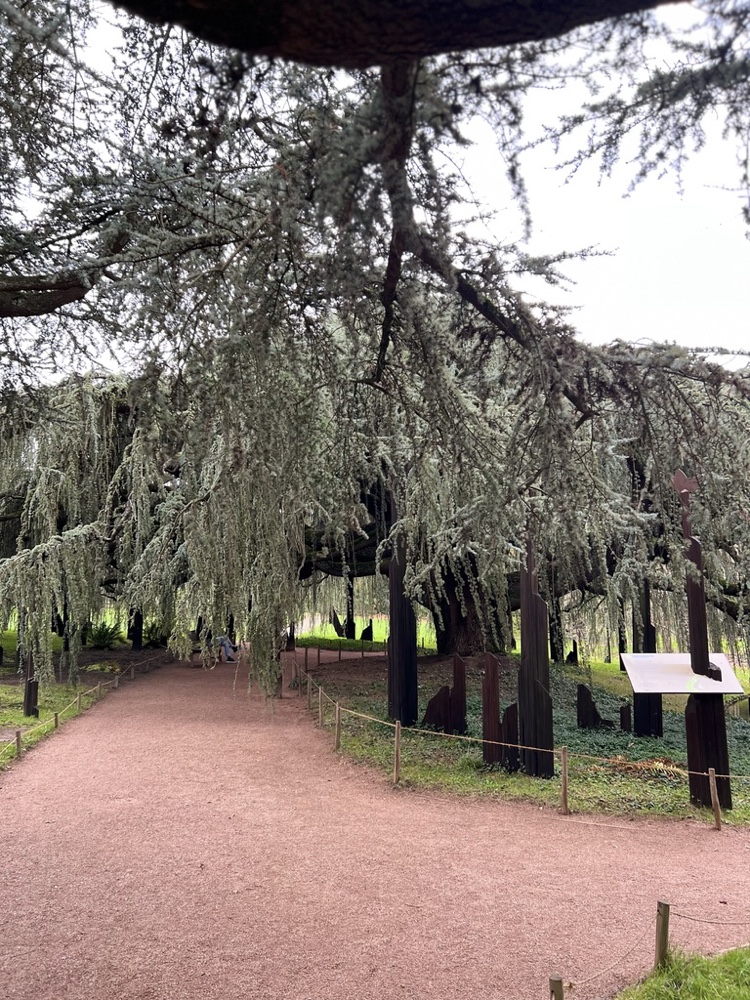 Cèdre bleu pleureur de l'Atlas