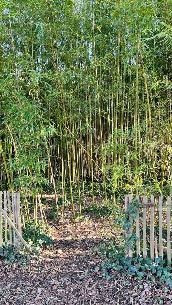 Petite forêt de bambous