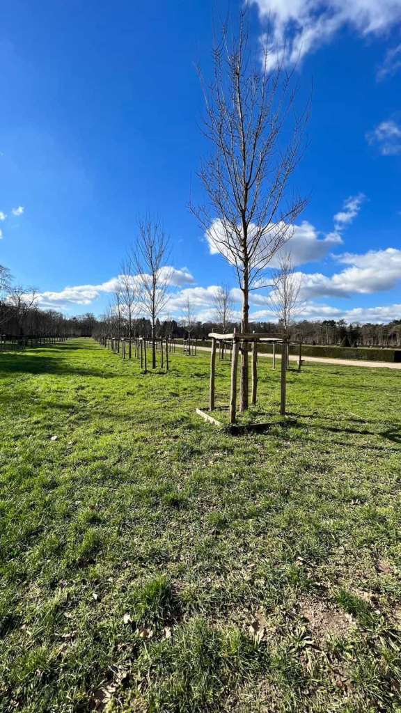 Arbres longeant l'une des allées