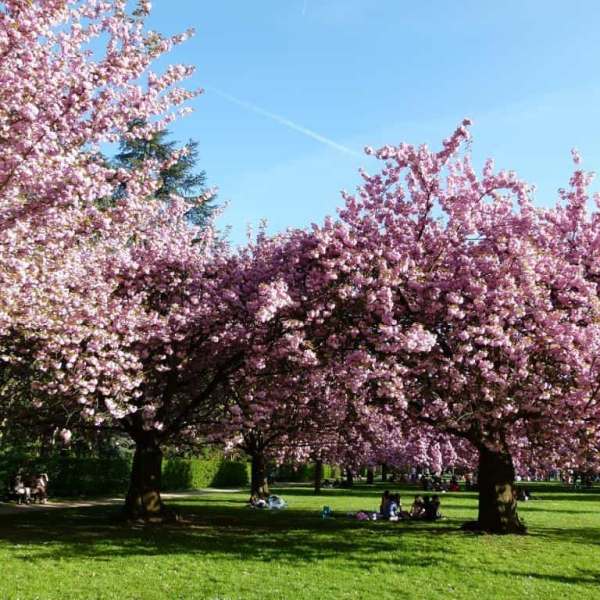 Les cerisiers du Parc de&nbsp;Sceaux