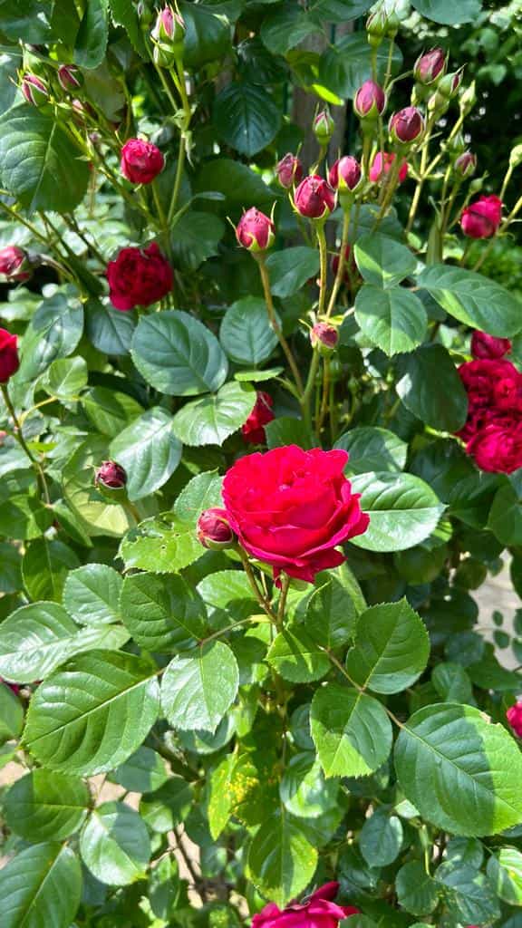Roses rouges et leurs boutons