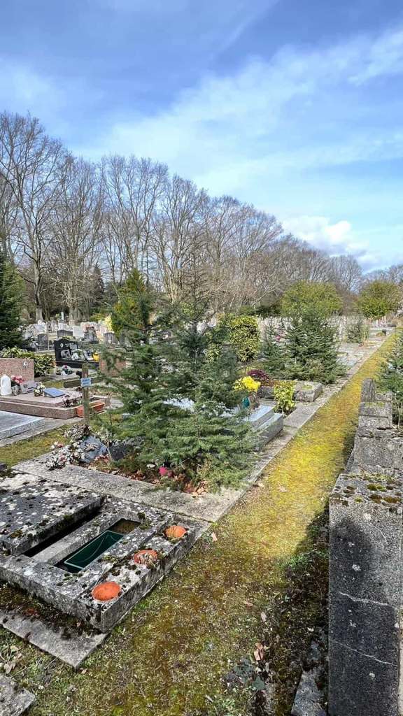 Les arbres dans la tombe