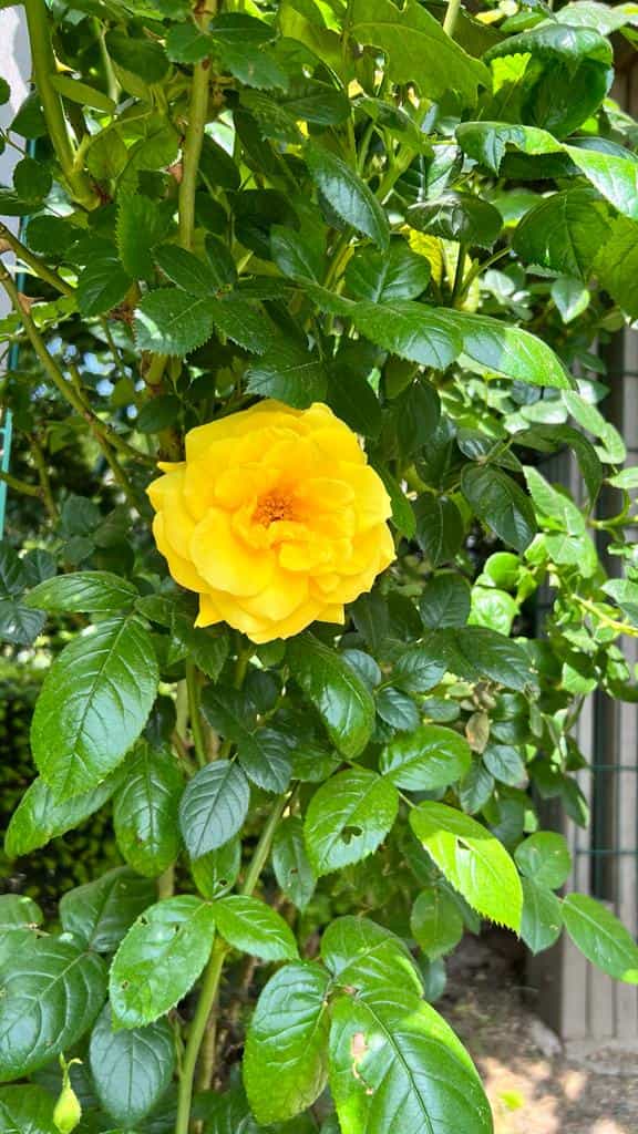 Rose Jaune