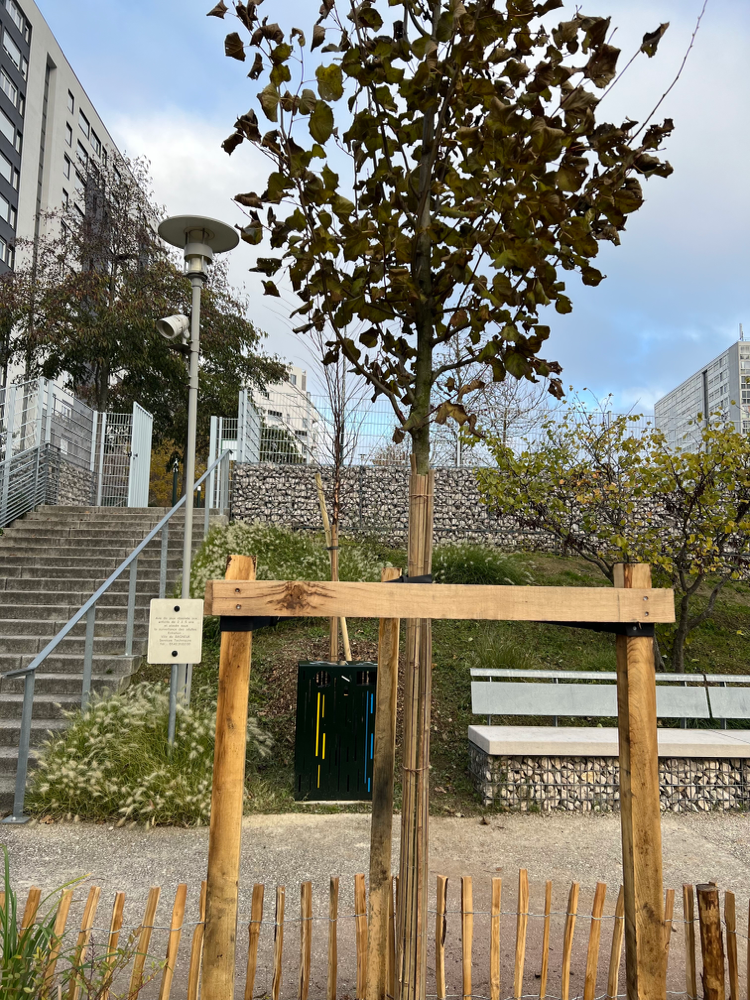 L’un des arbres plantés dans le cadre du projet