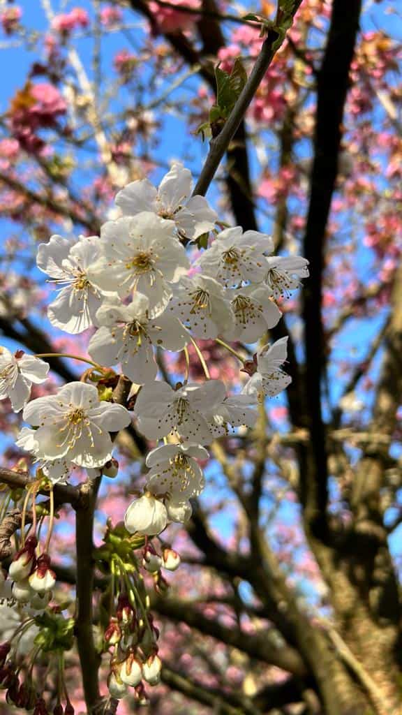 Cerisier en fleur
