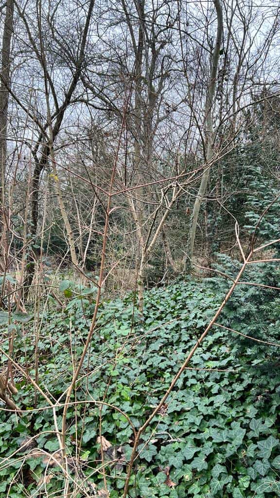 Le bois du château en hiver