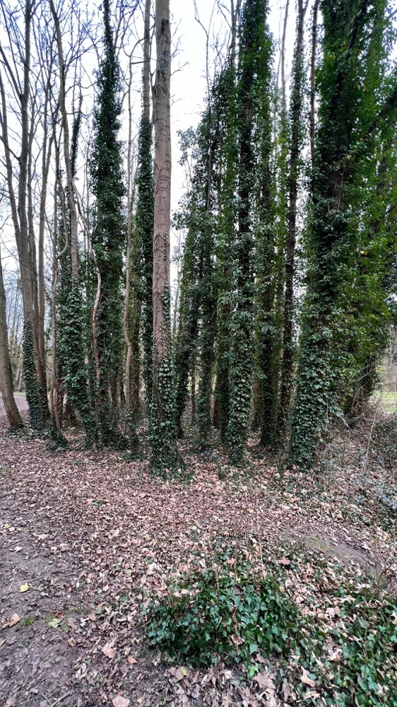 Arbres envahis de lierre