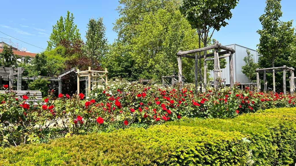 Promenade le long de la mini-roseraie