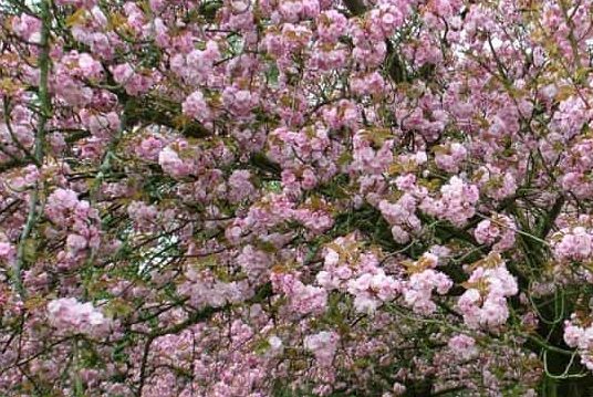 Cerisiers en fleurs parc de Sceaux