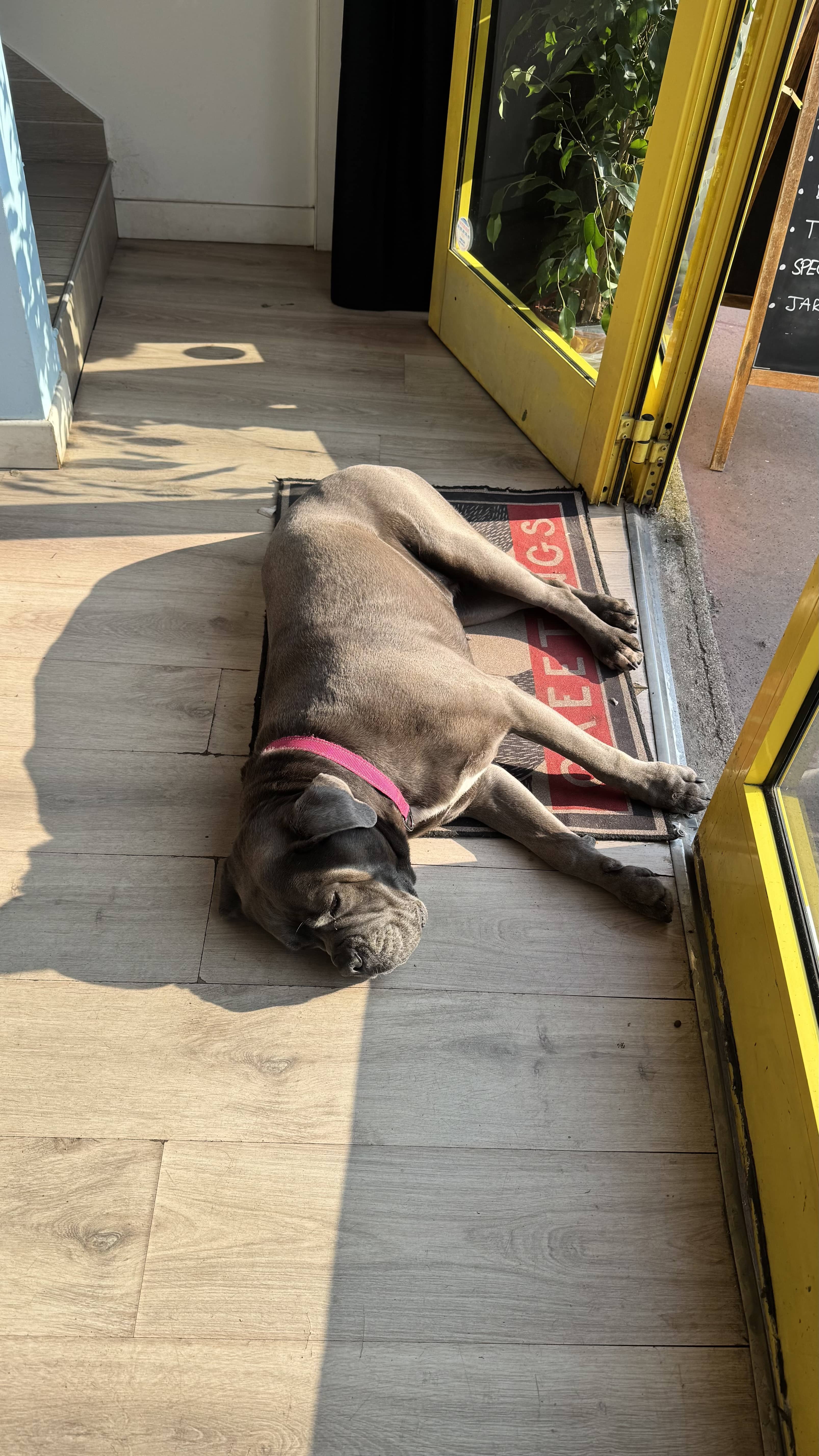 Gaia, la cane corso mascotte du Gaia Coffee, allongée au soleil devant l'entrée