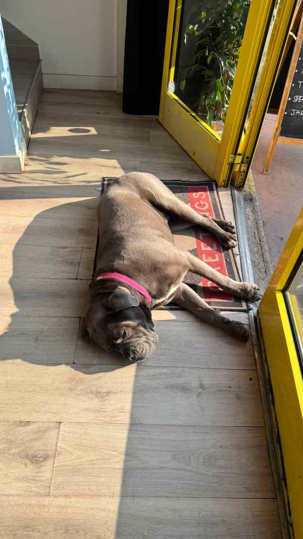 Gaia, la cane corso mascotte du Gaia Coffee, allongée au soleil devant l'entrée